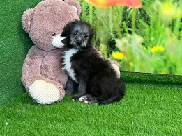 Crossbreed Miniature Spitz x Poodle male Adolescent Puppy for sale 005871601